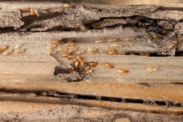 Trusted Morganfield, KY Pest Control Experts